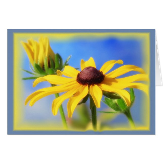 Rudbeckia Blues - Vignette (Vorderseite (Horizontal))