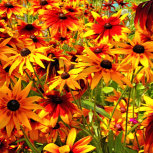 RUDBECKIA-BLUME FLIESE