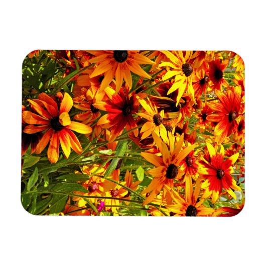 RUDBECKIA-BLUME MAGNET (Horizontal)