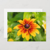 Rudbeckia-Blume Postkarte (Vorne/Hinten)