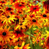 RUDBECKIA-BLUME PUZZLE