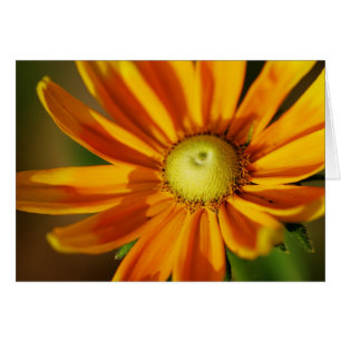 Rudbeckia-Blüte