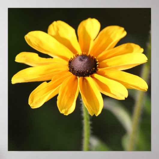 Rudbeckia Daisy Poster (Vorne)