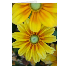 Rudbeckia, freier Raum