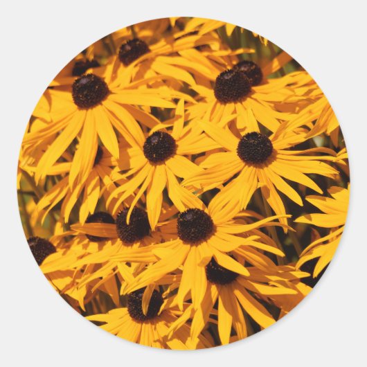 Rudbeckia Fulgida / Schwarz-Mit Augen Susans Runder Aufkleber (Vorderseite)