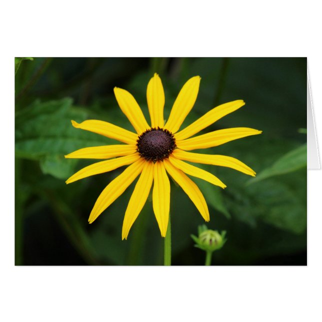 Rudbeckia hirta (Vorderseite (Horizontal))