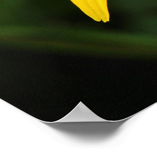 Rudbeckia hirta poster (Ecke)