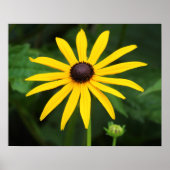 Rudbeckia hirta poster (Vorne)