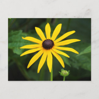 Rudbeckia hirta postkarte
