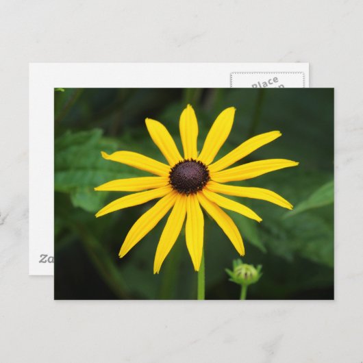 Rudbeckia hirta postkarte (Vorne/Hinten)