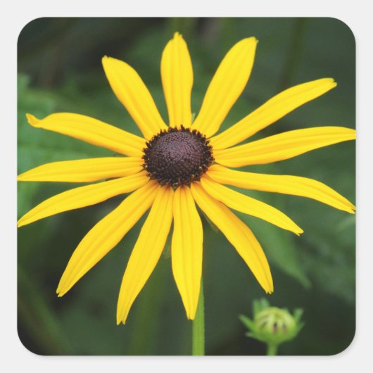 Rudbeckia hirta quadratischer aufkleber (Vorderseite)