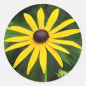 Rudbeckia hirta runder aufkleber (Vorderseite)