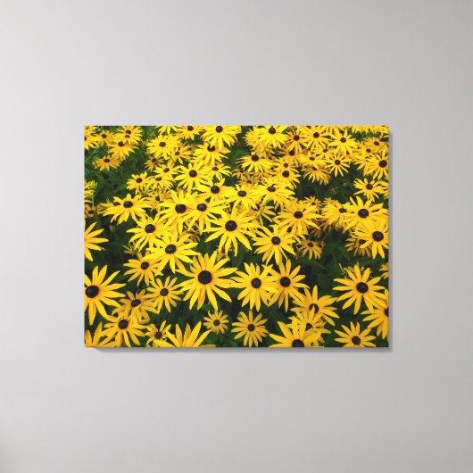 Rudbeckia Hirta (Schwarz-mit Augen Susans) Leinwanddruck (Vorderseite)