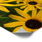 Rudbeckia Hirta (Schwarz-mit Augen Susans) Poster (Ecke)