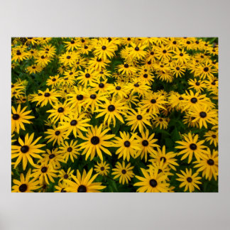 Rudbeckia Hirta (Schwarz-mit Augen Susans) Poster