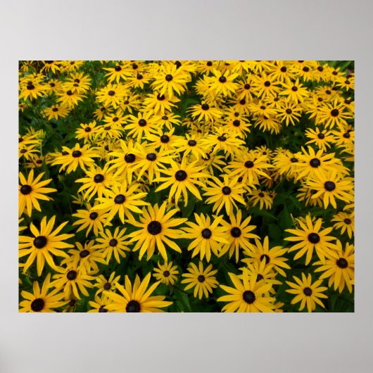 Rudbeckia Hirta (Schwarz-mit Augen Susans) Poster (Vorne)