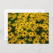 Rudbeckia Hirta (Schwarz-mit Augen Susans) Postkarte (Vorne/Hinten)