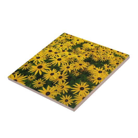 Rudbeckia Hirta (Schwarze mit Augen Susans) Fliese (Seite)