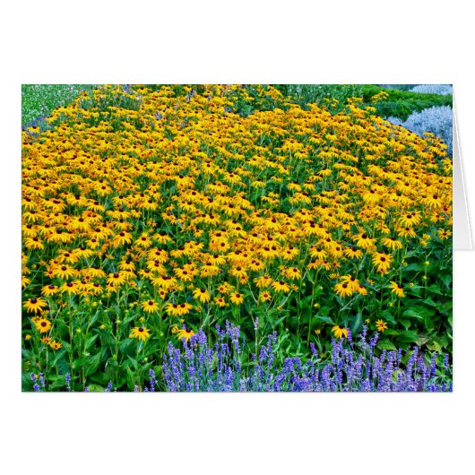 Rudbeckia Hirta und Lavender (Vorderseite (Horizontal))