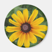Rudbeckia Magnet (Vorne)