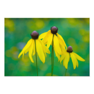 Rudbeckia, Ohio Fotodruck