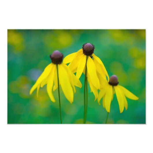 Rudbeckia, Ohio Fotodruck (Vorne)