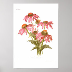 Rudbeckia purpurea poster