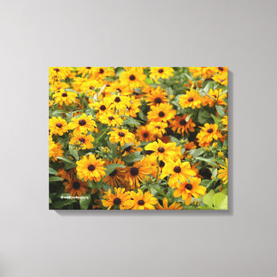 Rudbeckias / Ein Bett von Schwarz-Mit Augen Susans Leinwanddruck