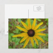 Rudbeckie hérissée postkarte (Vorne/Hinten)