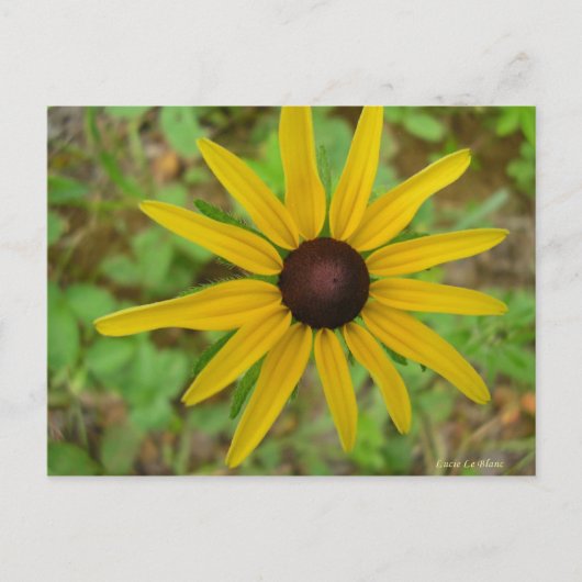 Rudbeckie hérissée postkarte (Vorderseite)