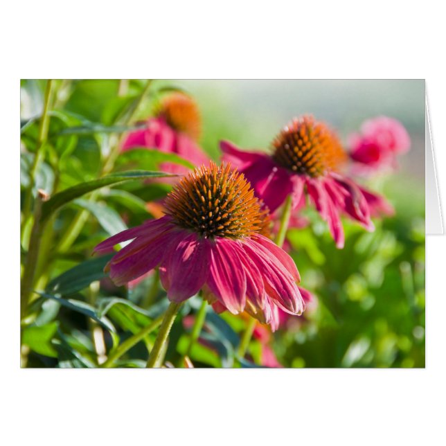 Rudbekia Gänseblümchen (Vorderseite (Horizontal))