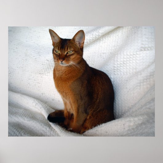 Ruddy Abyssinian Cat Poster (Vorne)