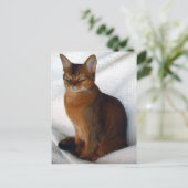 Ruddy Abyssinian Cat Postkarten (Stehend Vorderseite)
