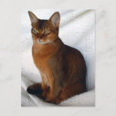 Ruddy Abyssinian Cat Postkarten (Vorderseite)