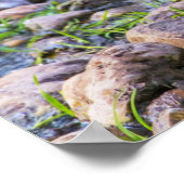 Ruddy Duck Poster (Ecke)