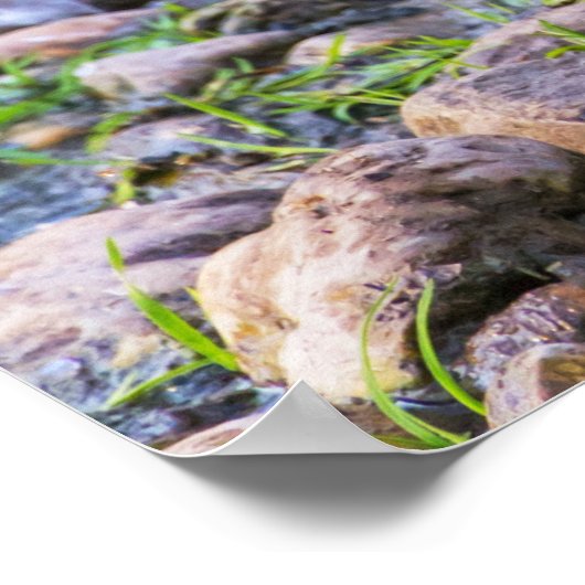 Ruddy Duck Poster (Ecke)