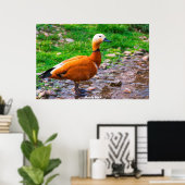 Ruddy Duck Poster (Heimbüro)
