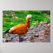 Ruddy Duck Poster (Vorne)