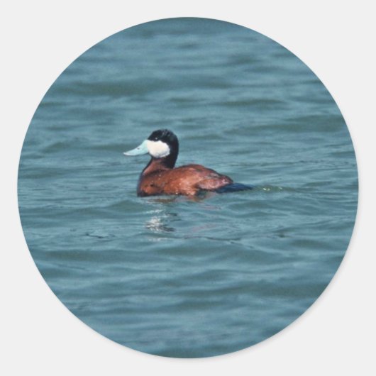 Ruddy Duck Runder Aufkleber (Vorderseite)
