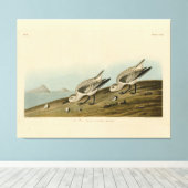 Ruddy Plover (Sanderling) Audubon Birds of America Leinwanddruck (Insitu (Holzboden))