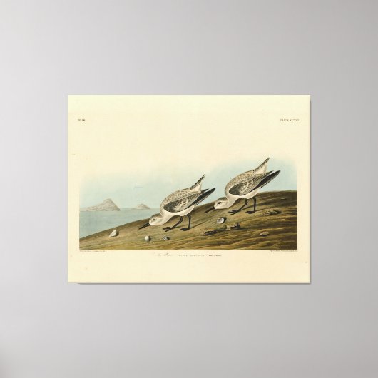 Ruddy Plover (Sanderling) Audubon Birds of America Leinwanddruck (Vorderseite)