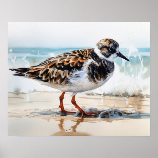 Ruddy Turnstone Bird Art Print Poster (Vorne)