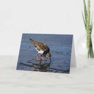 Ruddy Turnstone looking for Food Feiertagskarte