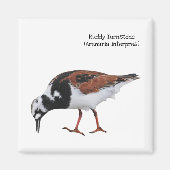 Ruddy Turnstone Magnet (Vorne)