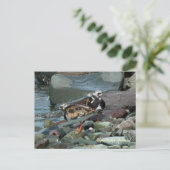 Ruddy Turnstone Sandpiper Postkarte (Stehend Vorderseite)