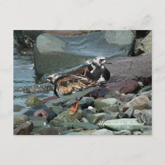 Ruddy Turnstone Sandpiper Postkarte (Vorderseite)