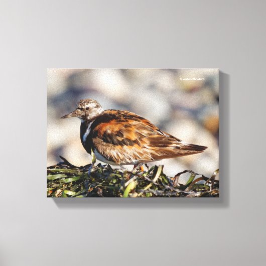 Ruddy Turnstone Shorebird am Strand Leinwanddruck (Vorderseite)