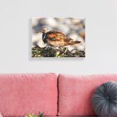 Ruddy Turnstone Shorebird am Strand Leinwanddruck (Insitu (Wohnzimmer))
