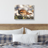 Ruddy Turnstone Shorebird am Strand Leinwanddruck (Insitu (Schlafzimmer))