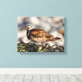 Ruddy Turnstone Shorebird am Strand Leinwanddruck (Insitu (Holzboden))